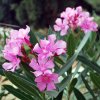 Nerium oleander